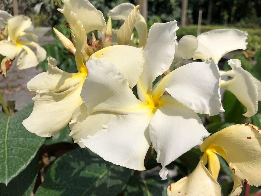 chonemorpha-penangensis