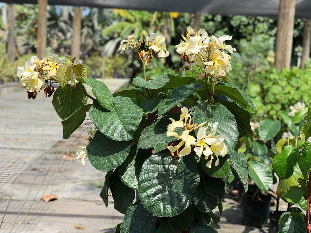 chonemorpha-penangensis