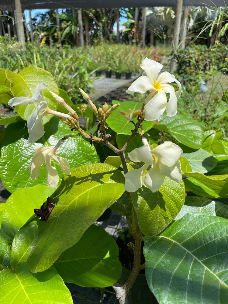 chonemorpha-penangensis