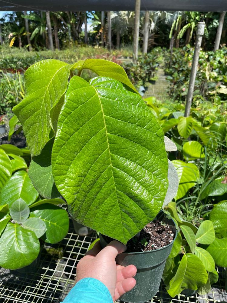 chonemorpha-penangensis