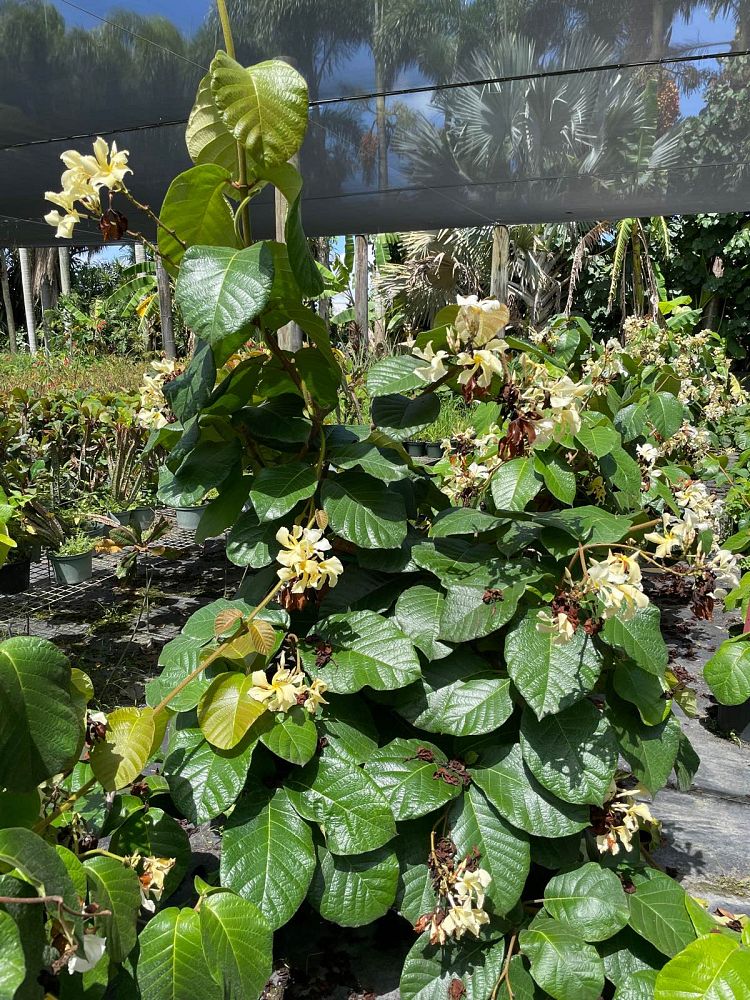 chonemorpha-penangensis