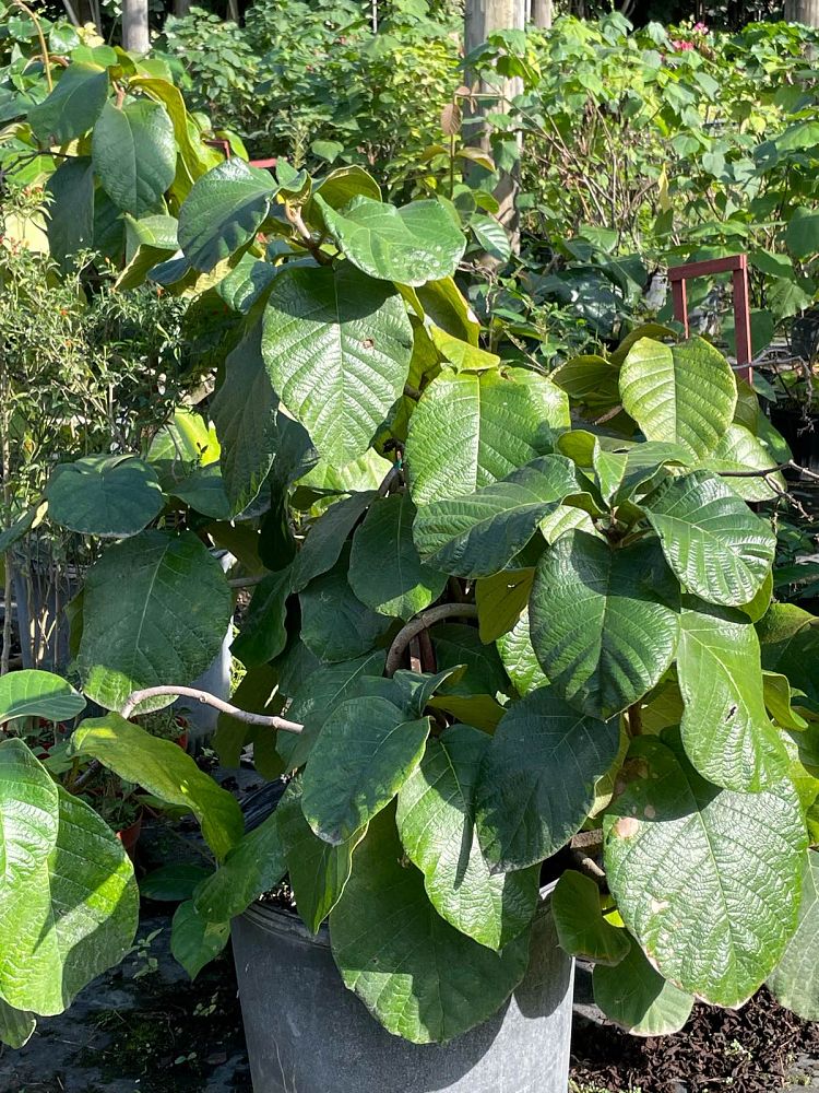 chonemorpha-penangensis