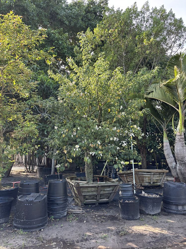 chorisia-insignis-white-floss-silk