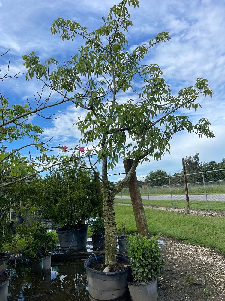 chorisia-silk-floss-tree