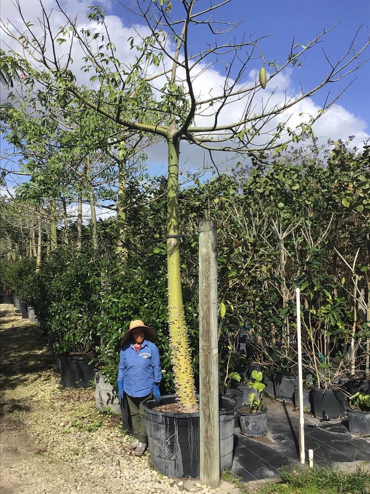 chorisia-silk-floss-tree