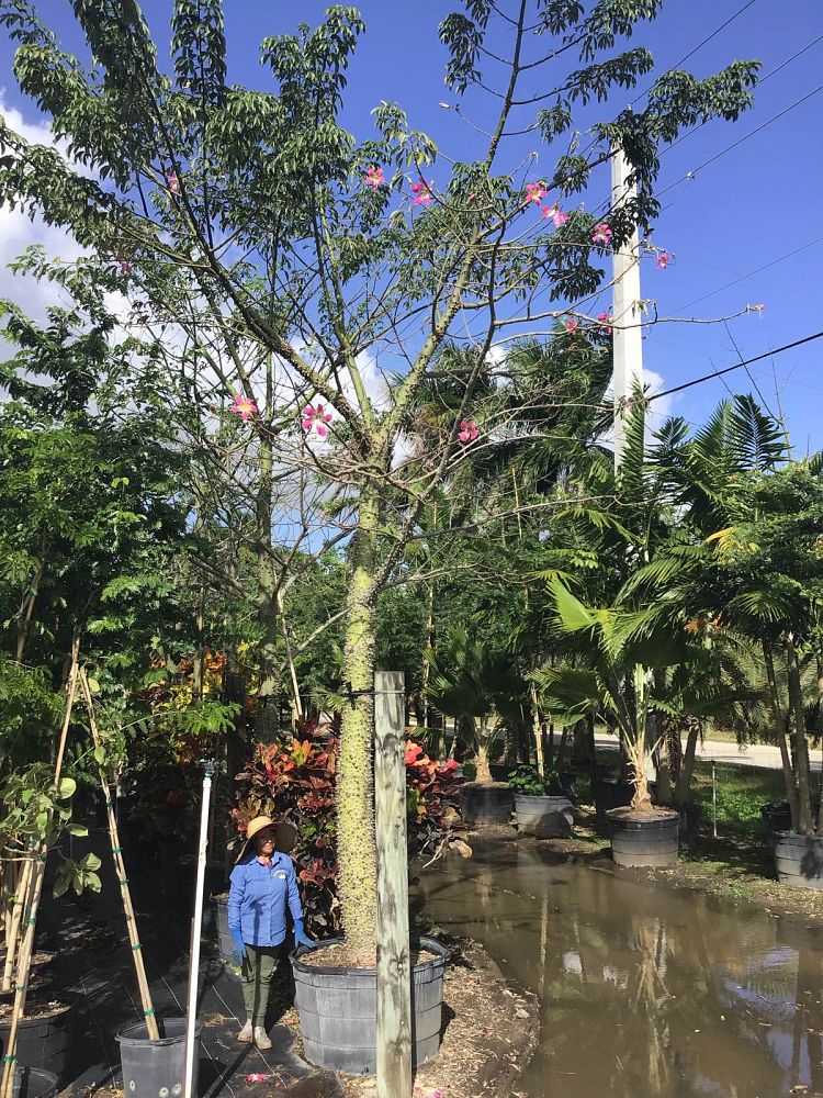 chorisia-silk-floss-tree