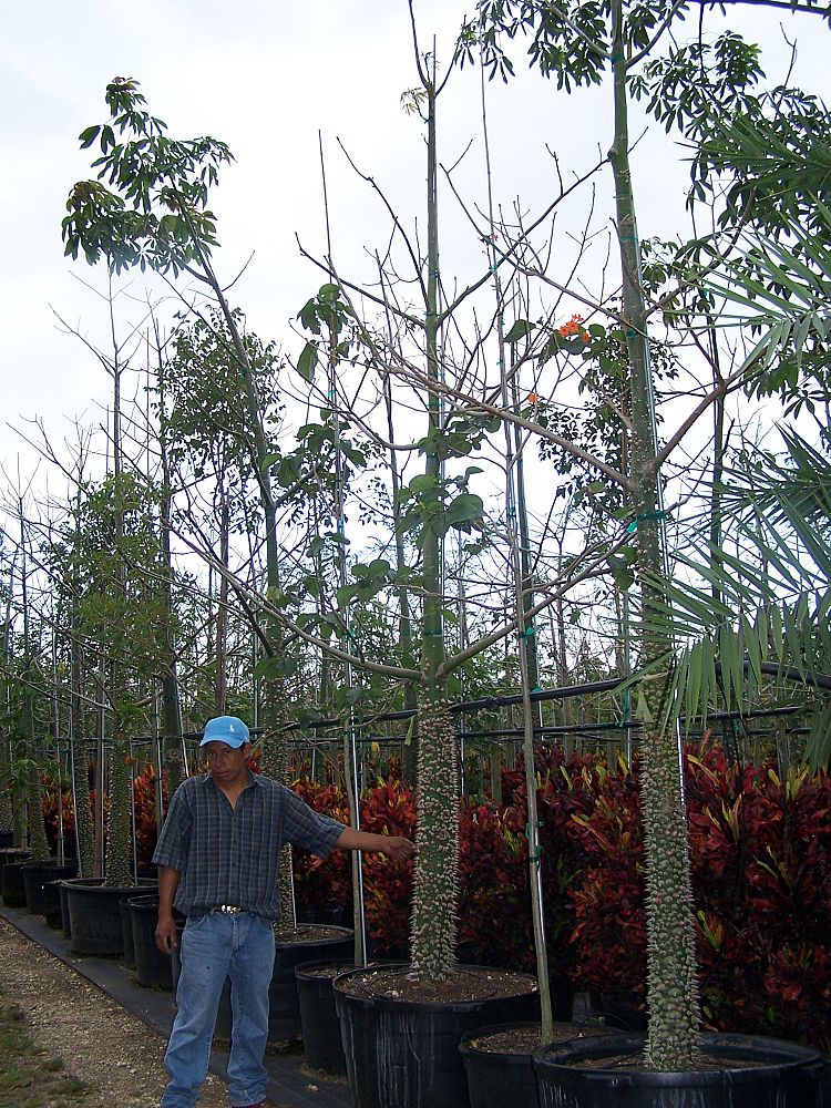 chorisia-speciosa-floss-silk-tree