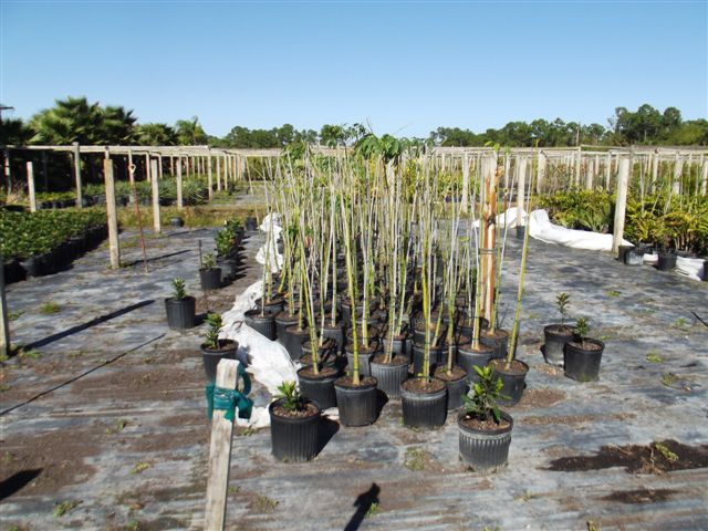 chorisia-speciosa-floss-silk-tree