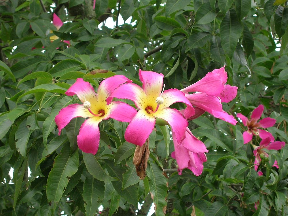 chorisia-speciosa-floss-silk-tree