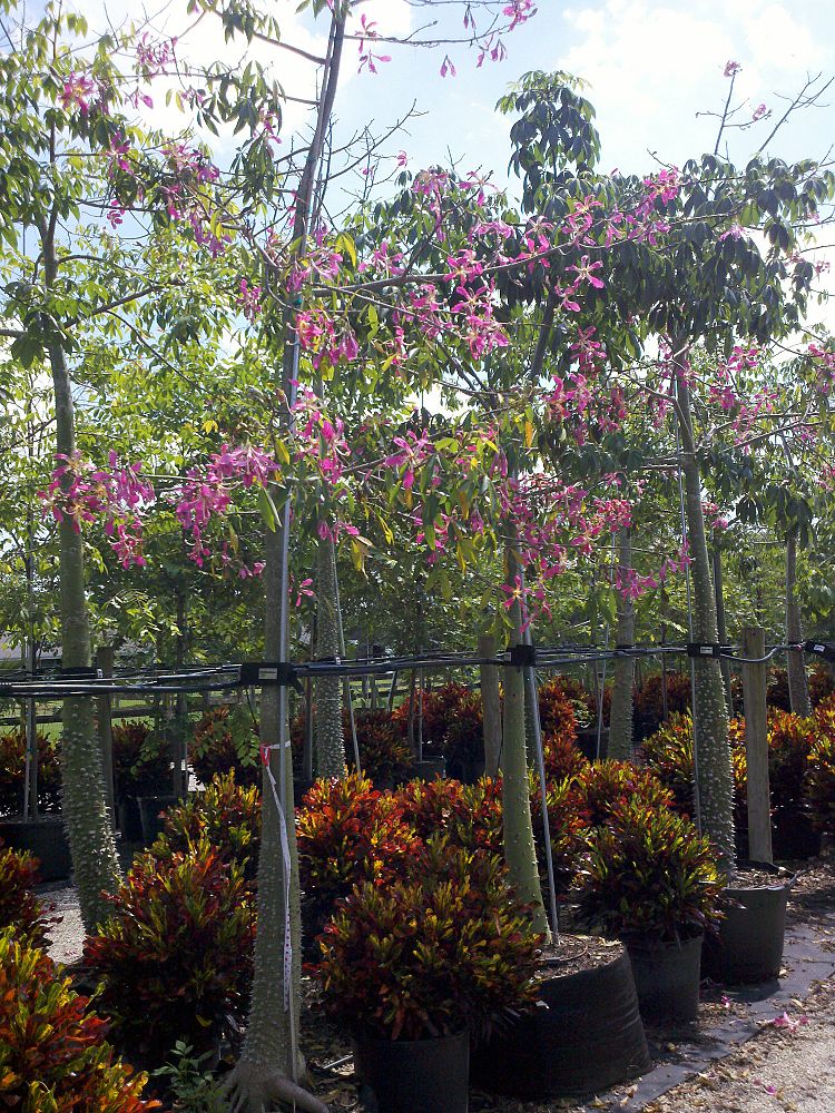 chorisia-speciosa-floss-silk-tree