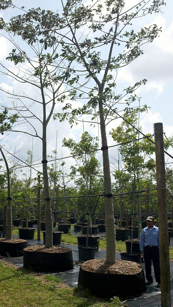 chorisia-speciosa-floss-silk-tree