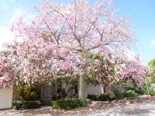 chorisia-speciosa-floss-silk-tree