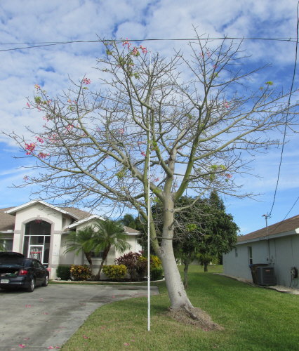 chorisia-speciosa-floss-silk-tree