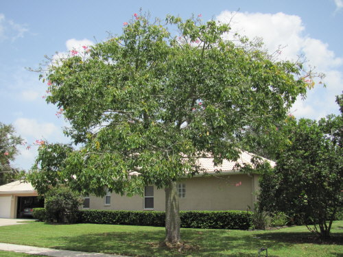 chorisia-speciosa-floss-silk-tree