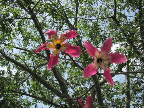chorisia-speciosa-floss-silk-tree