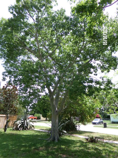 chorisia-speciosa-floss-silk-tree