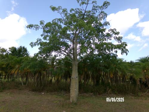 chorisia-speciosa-floss-silk-tree