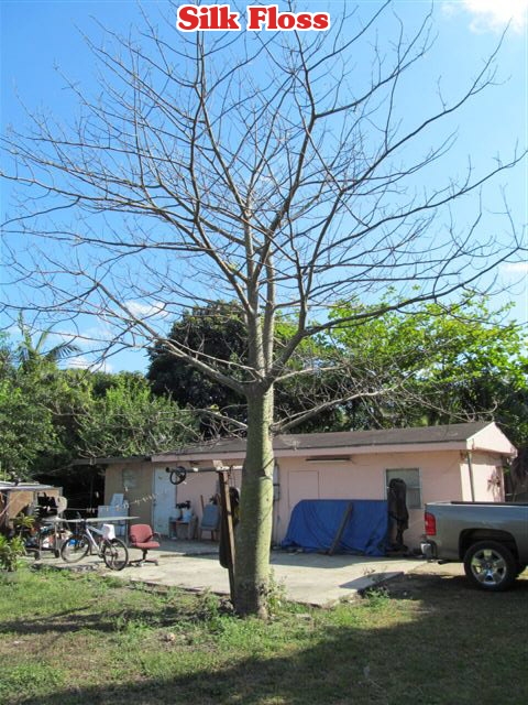 chorisia-speciosa-floss-silk-tree