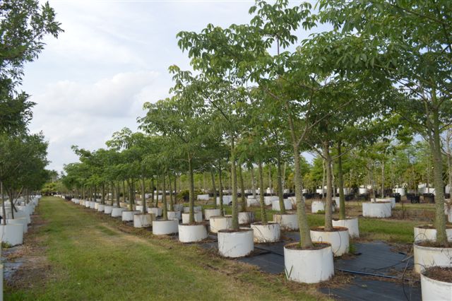 chorisia-speciosa-floss-silk-tree