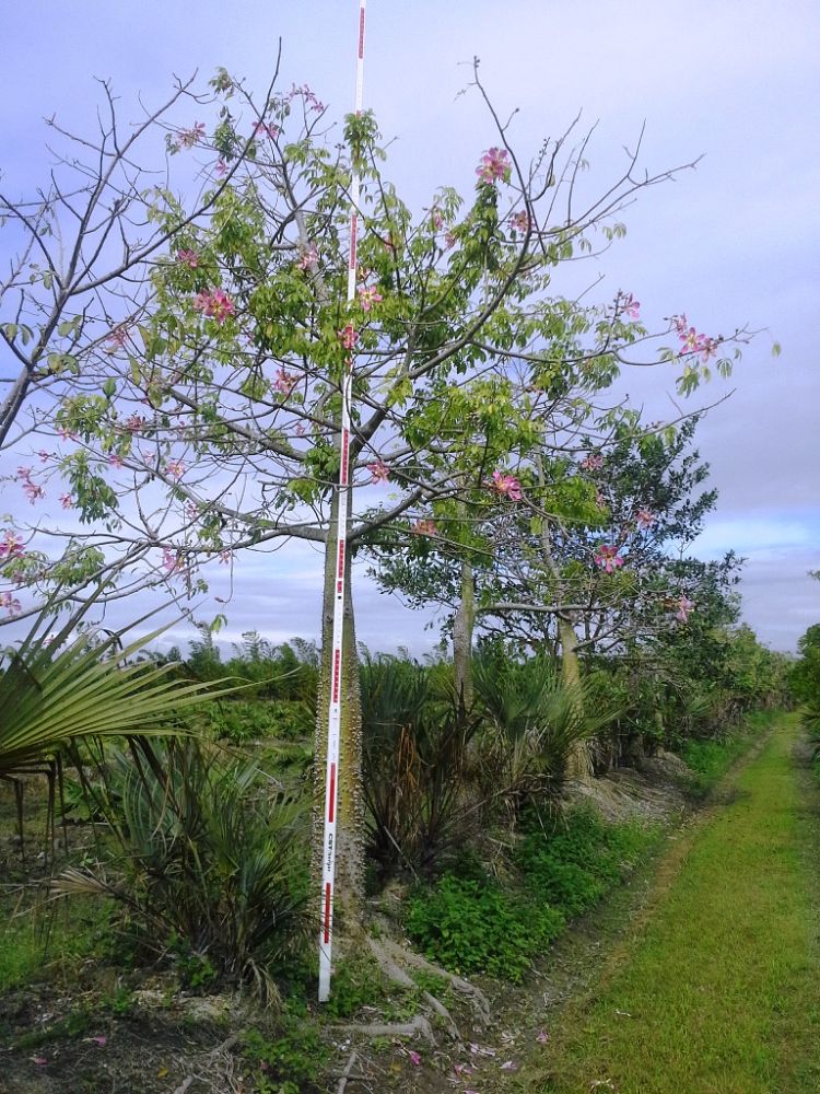 chorisia-speciosa-floss-silk-tree