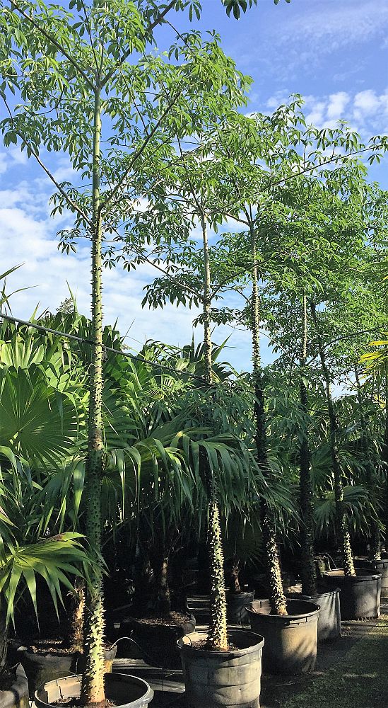 chorisia-speciosa-floss-silk-tree