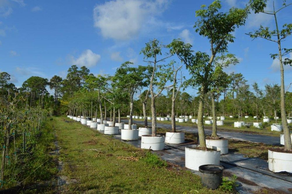 chorisia-speciosa-floss-silk-tree