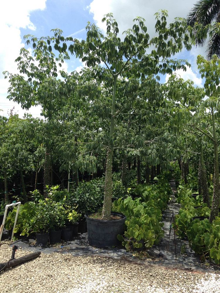 chorisia-speciosa-floss-silk-tree