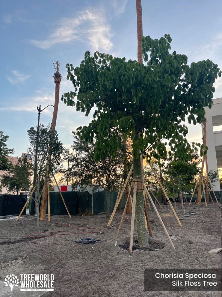 chorisia-speciosa-floss-silk-tree