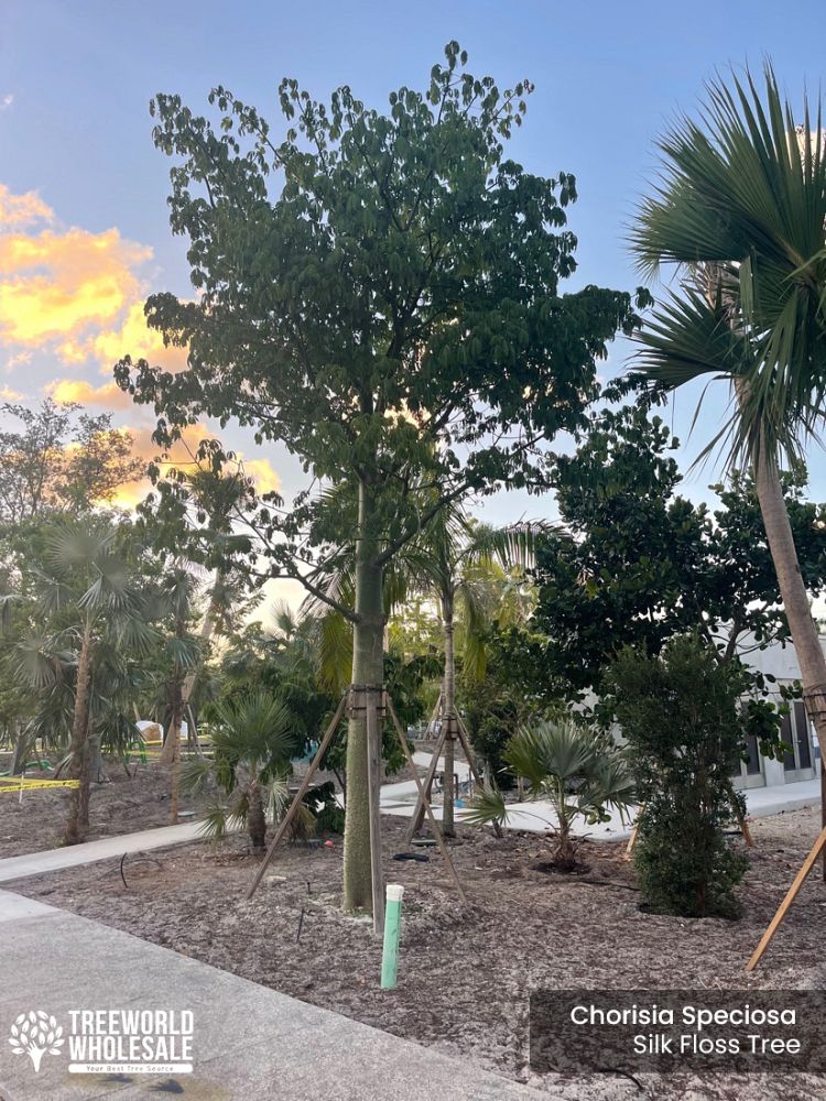 chorisia-speciosa-floss-silk-tree