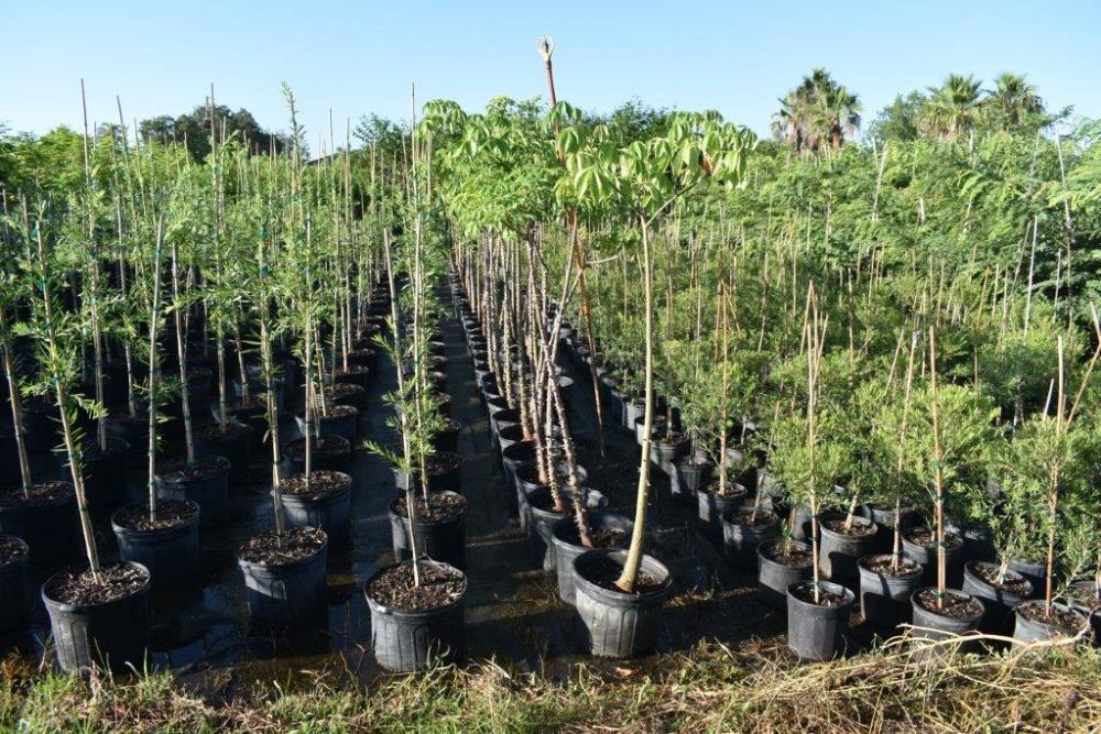 chorisia-speciosa-floss-silk-tree