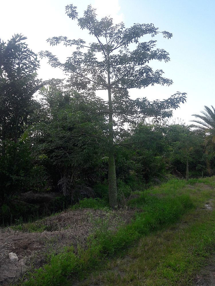 chorisia-speciosa-floss-silk-tree