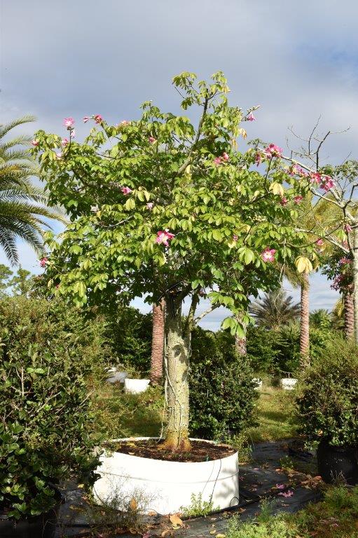 chorisia-speciosa-floss-silk-tree