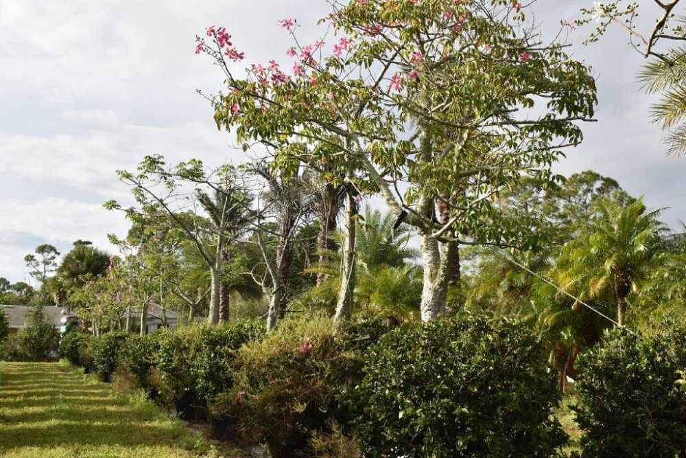 chorisia-speciosa-floss-silk-tree