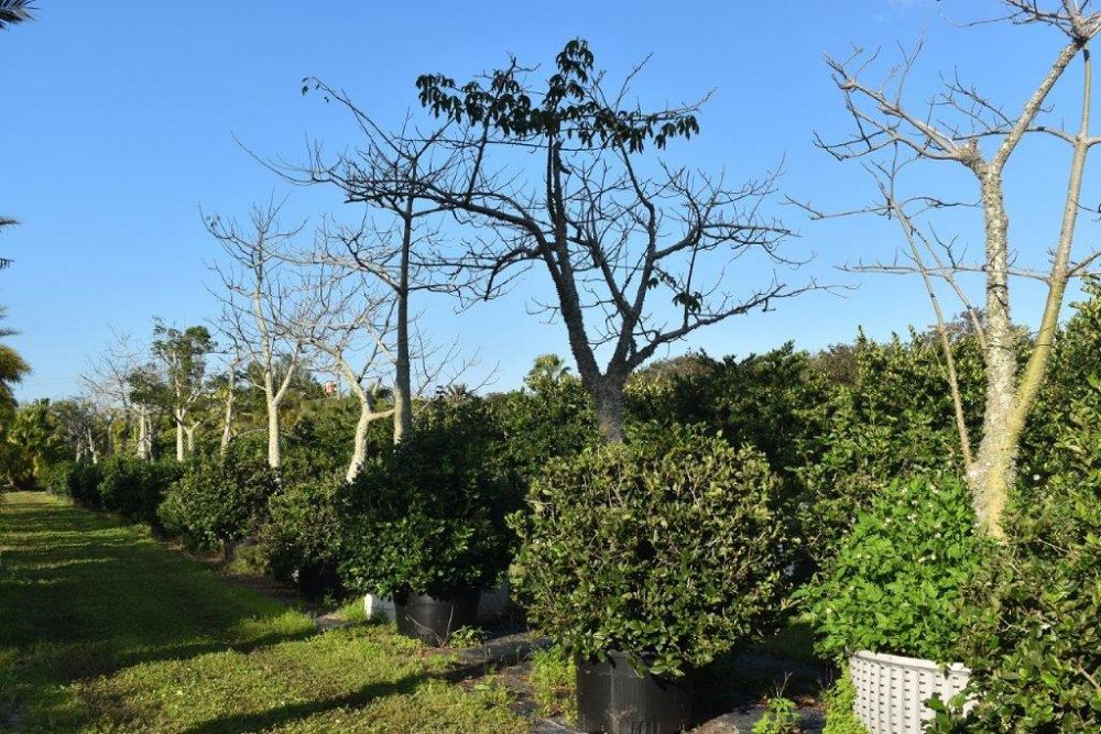 chorisia-speciosa-floss-silk-tree