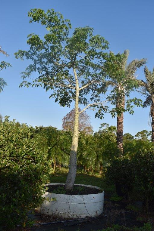 chorisia-speciosa-floss-silk-tree