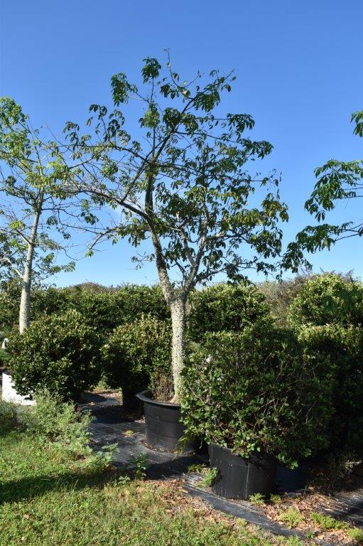 chorisia-speciosa-floss-silk-tree