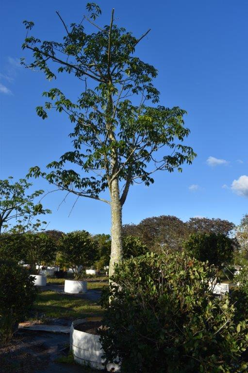 chorisia-speciosa-floss-silk-tree