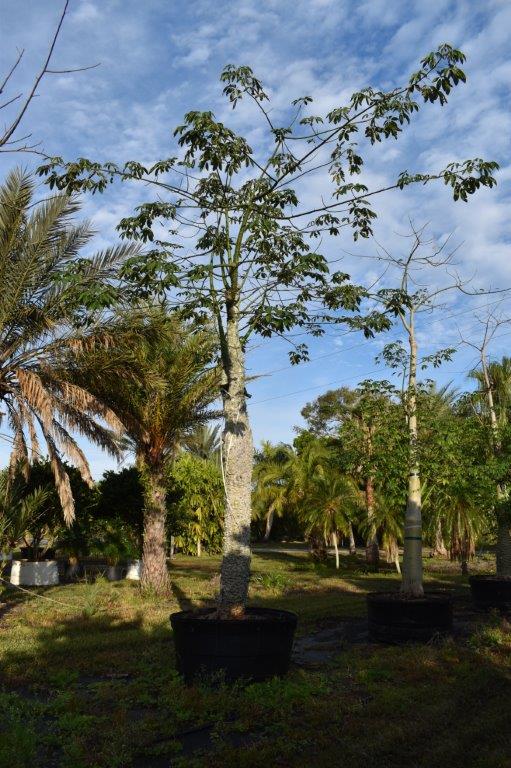chorisia-speciosa-floss-silk-tree