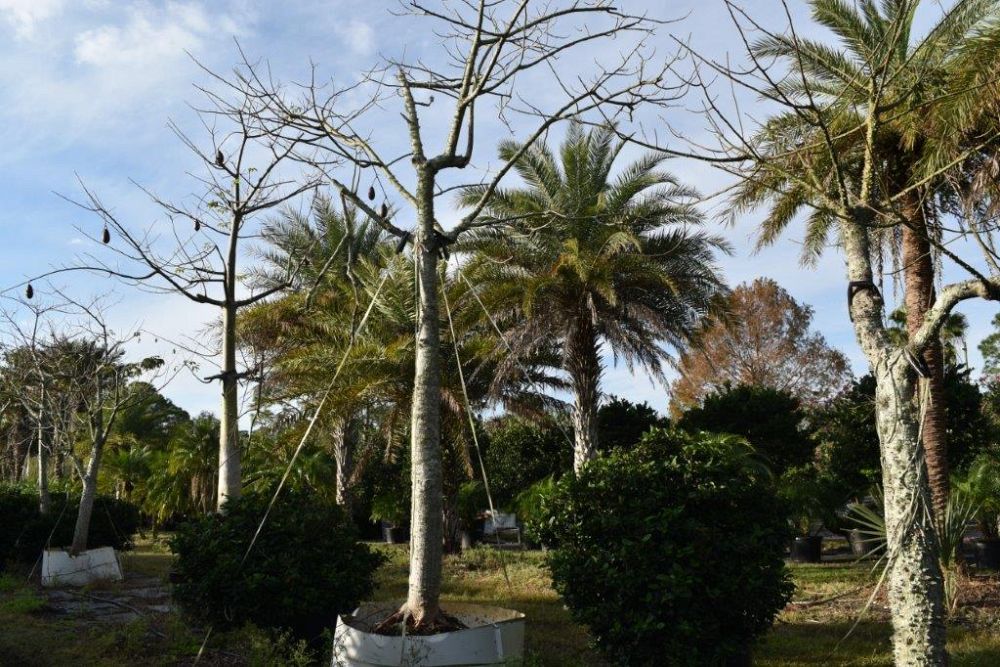 chorisia-speciosa-floss-silk-tree