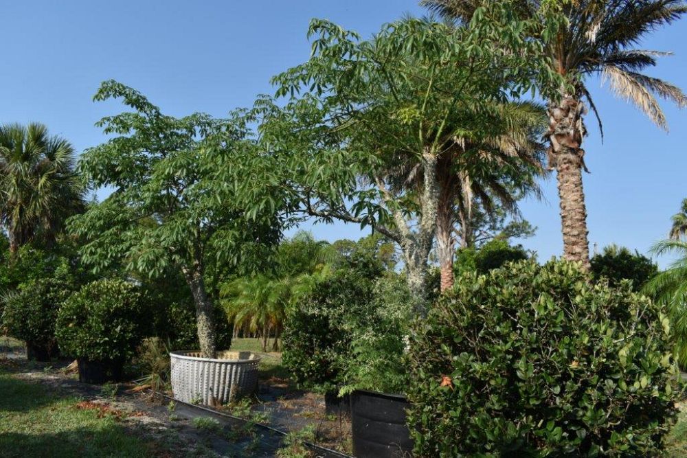 chorisia-speciosa-floss-silk-tree