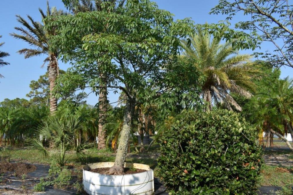chorisia-speciosa-floss-silk-tree