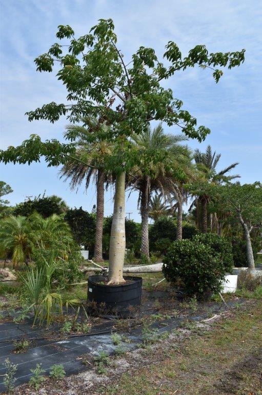 chorisia-speciosa-floss-silk-tree