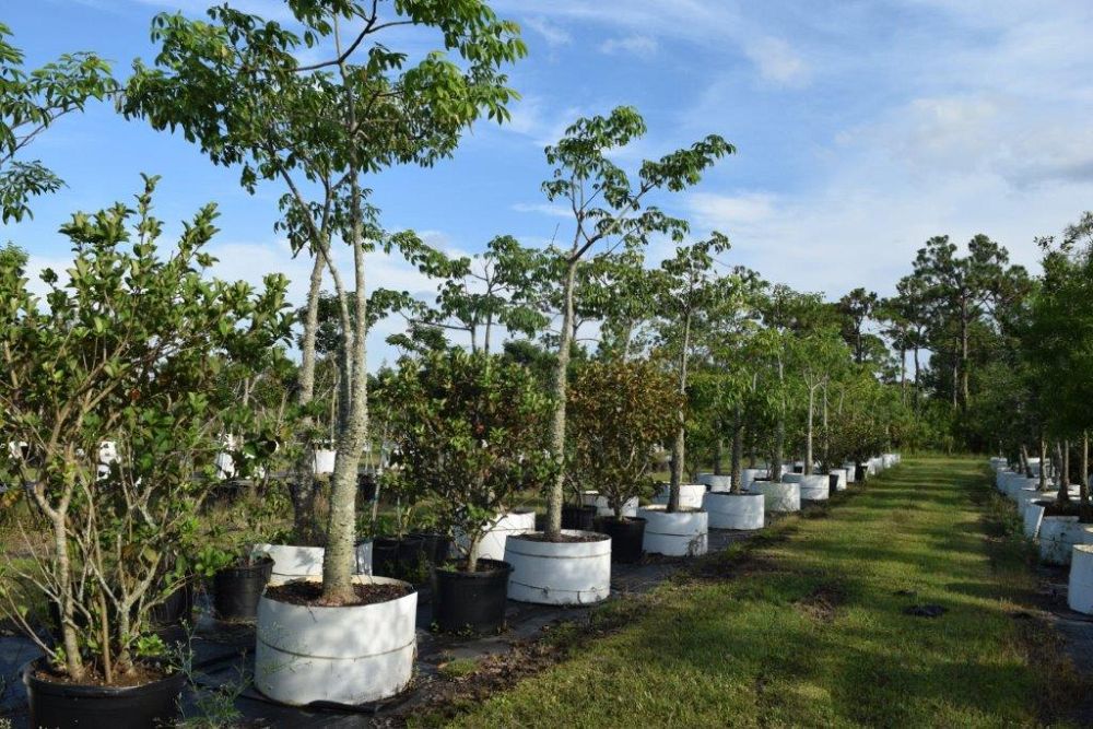 chorisia-speciosa-floss-silk-tree