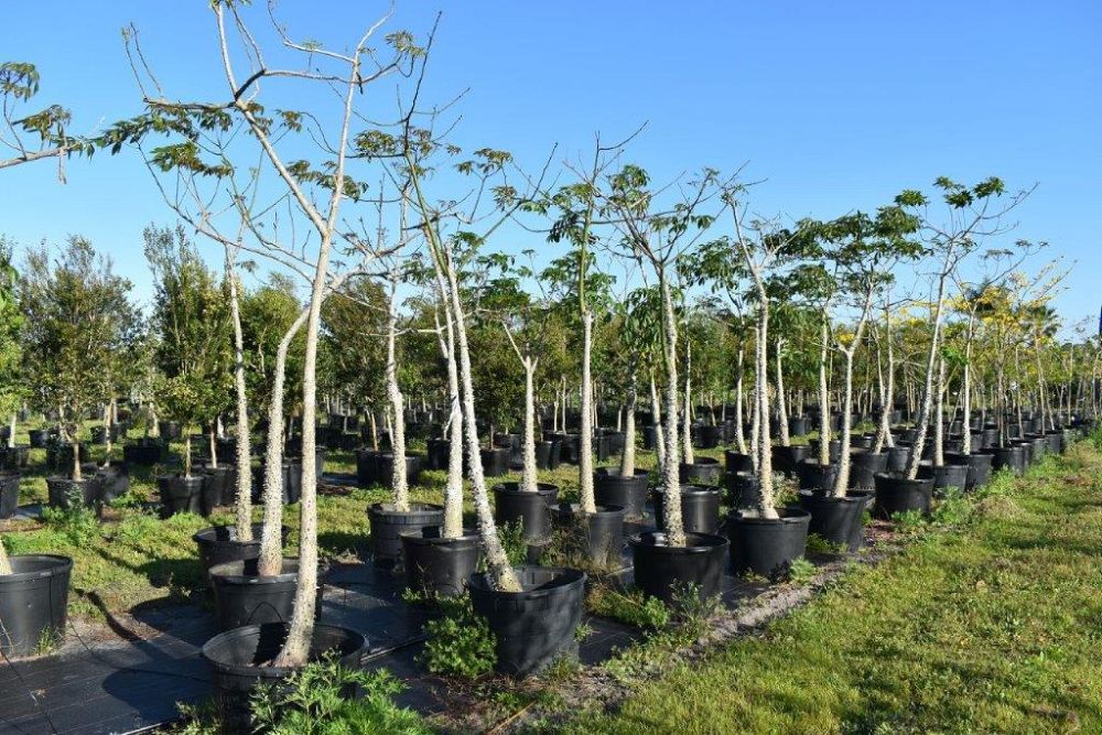 chorisia-speciosa-floss-silk-tree