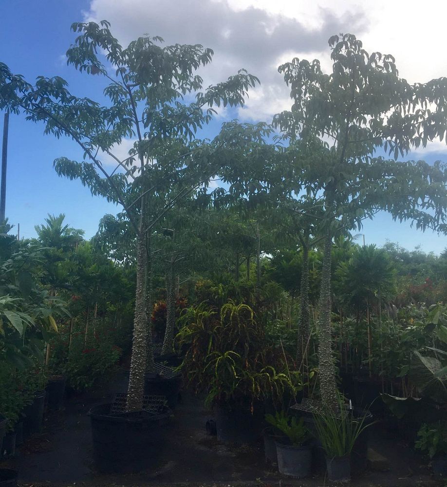 chorisia-speciosa-floss-silk-tree