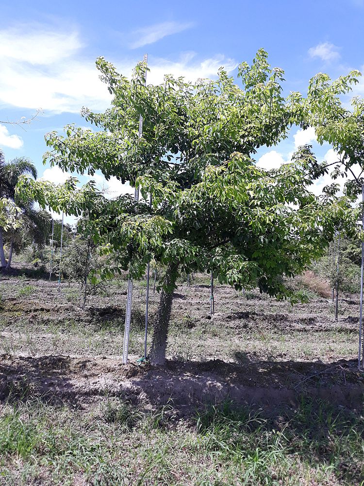 chorisia-speciosa-floss-silk-tree