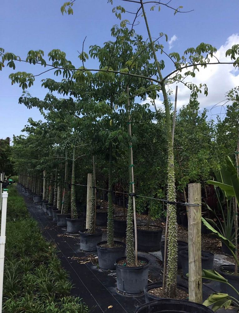 chorisia-speciosa-floss-silk-tree