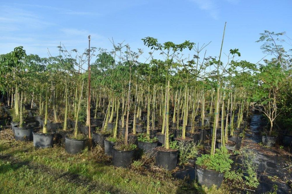 chorisia-speciosa-floss-silk-tree