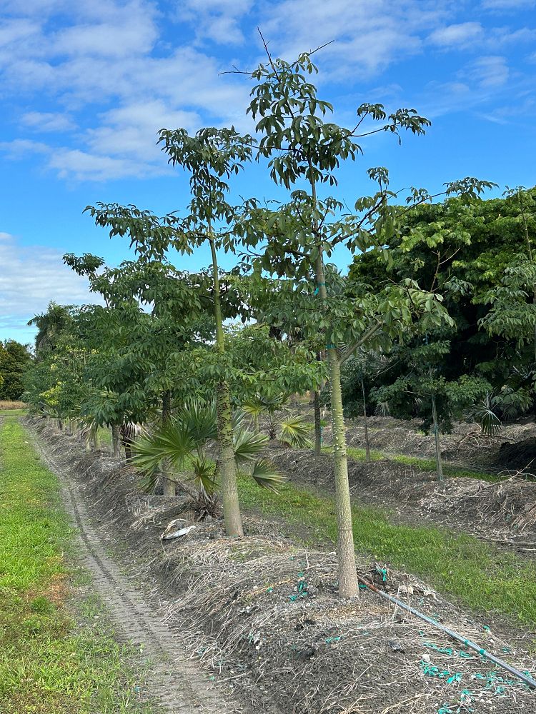 chorisia-speciosa-floss-silk-tree