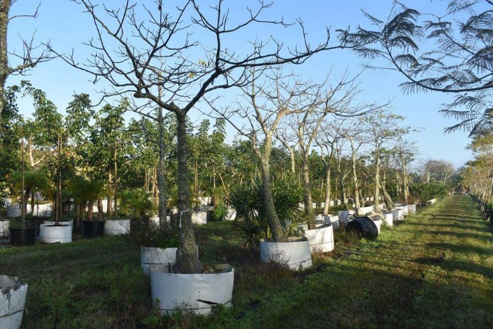 chorisia-speciosa-floss-silk-tree
